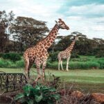 Buthaina Al Raisi Instagram - New level of L O V E 🦋🦋🦋 Giraffe Manor