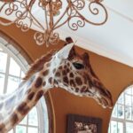 Buthaina Al Raisi Instagram - New level of L O V E 🦋🦋🦋 Giraffe Manor