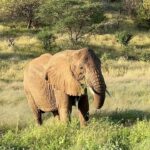 Buthaina Al Raisi Instagram - There is no place like Africa 🦋 . رسمياً وقعت غي غرام كينيا .. ما في كلمات ممكن توصف جمالها 🦋🦋🦋 Samburu National Reserve