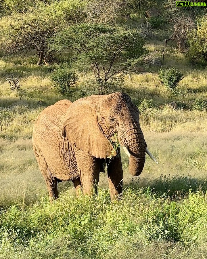 Buthaina Al Raisi Instagram - There is no place like Africa 🦋 . رسمياً وقعت غي غرام كينيا .. ما في كلمات ممكن توصف جمالها 🦋🦋🦋 Samburu National Reserve