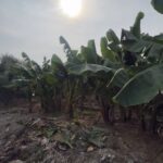 Çağla Şıkel Instagram - 🥑🥭🤍 Alanya