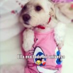 Öykü Gürman Instagram - Mami te extraña mucho pequeña Tanya , serás única en este mundo , Tanya fue tu amiga durante 17años de tu vida fueron muchos momentos hermosos con Tanya ahora ella estará arriba y se convirtió en tu ángel preciosa , un ángel muy hermosa , los recuerdos y los momentos siempre permanecen en el corazón , no te olvidará , ni te olvidaremos pequeña y mami te amará mucho siempre Tanya bonita ❤️🥺 28/02/23🕊️💕 @oykugurman 💗 #öykügürmanfan #öykügürman #öykü #öykügürman✨ #oykugurmanofficial #oykugurman #oykugürman #gurman #gürman #family #tanyamm #tanya