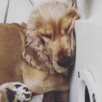 Öykü Karayel Instagram - When Toma sleeps🌞🦁💛