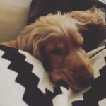 Öykü Karayel Instagram - When Toma sleeps🌞🦁💛