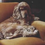 Öykü Karayel Instagram - When Toma sleeps🌞🦁💛