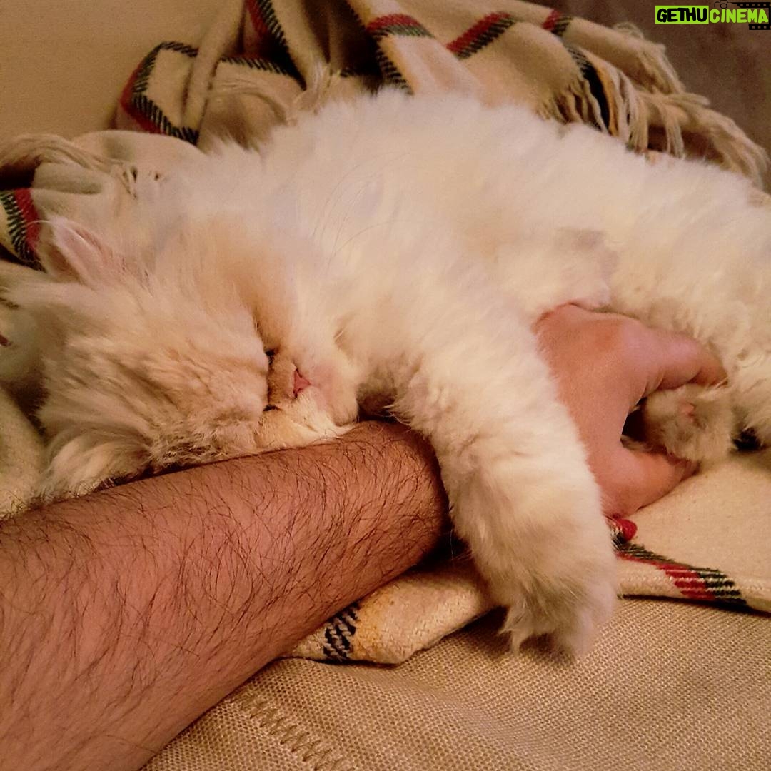 Özcan Deniz Instagram - #Çika ve uyusmus kolum :)