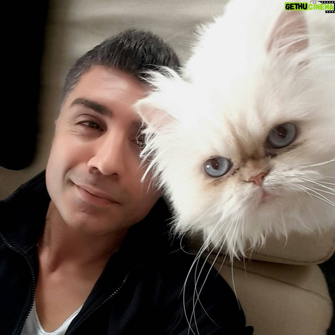 Özcan Deniz Instagram - Guzel baksin,guzel gulsun,guzel koksun,katiksiz sevsin,asil olsun.. iste bi kedi de aradigim ozellikler!:)