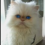 Özcan Deniz Instagram - Vurur yuze ifadesi o babasinin bi tanesi:)#cika #kedi #cat