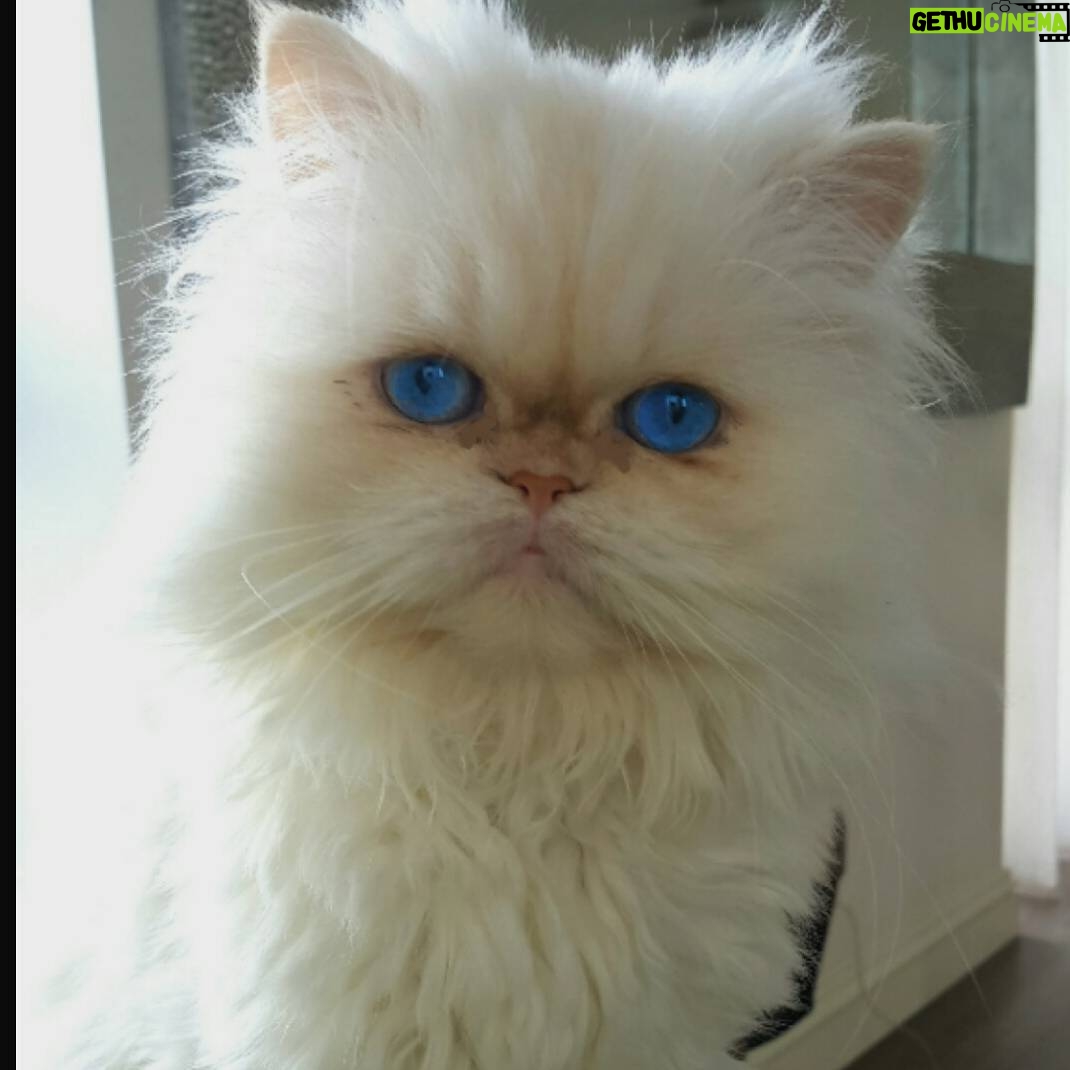 Özcan Deniz Instagram - Vurur yuze ifadesi o babasinin bi tanesi:)#cika #kedi #cat