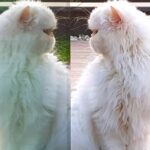 Özcan Deniz Instagram - Evet susludur biraz..kendine bakmayi sever kızım:)#çika #kedi #cat #animal #dost #yasamhakki #safsevgi