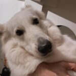 İsmail Ege Şaşmaz Instagram – Ne diyeyim ben sana Bolt :)