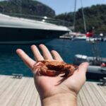 İsmail Ege Şaşmaz Instagram -