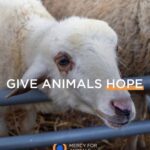 Calum Worthy Instagram - Thank you for all of the incredibly kind birthday wishes :) My wish this year, is for you to follow these organizations: @greenschoolscampaign @one @climatereality @mercyforanimals 📸 @grumpymagazine 📸 Editor-In-Chief: @jazzieperrier Story: @thildariou Photography: @emilysandiferphotography Videography: @anissavisuals Styling: @apuje Stylist Assistant: @georgesaintthomas Grooming: @heyannabee using @oribe and @glossier