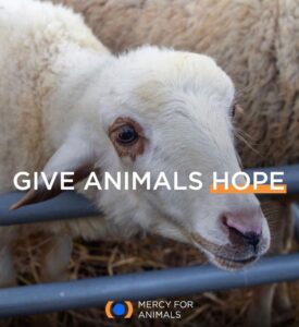 Calum Worthy Instagram - Thank you for all of the incredibly kind birthday wishes :) My wish this year, is for you to follow these organizations: @greenschoolscampaign @one @climatereality @mercyforanimals 📸 @grumpymagazine 📸 Editor-In-Chief: @jazzieperrier Story: @thildariou Photography: @emilysandiferphotography Videography: @anissavisuals Styling: @apuje Stylist Assistant: @georgesaintthomas Grooming: @heyannabee using @oribe and @glossier