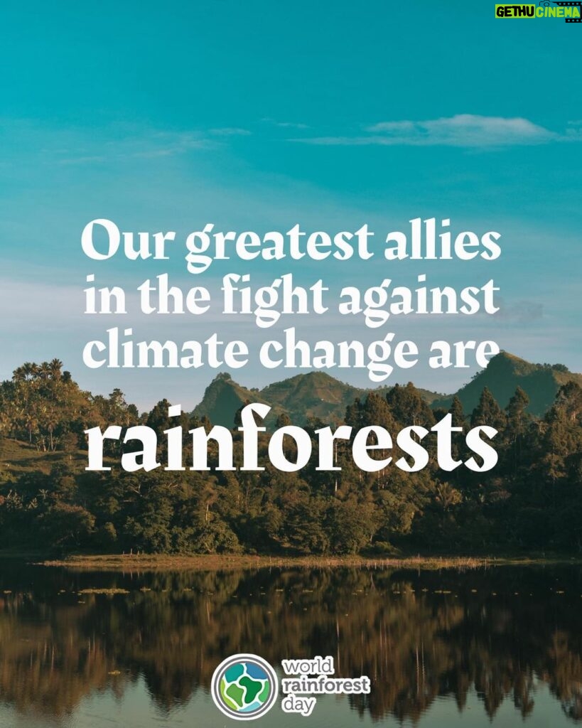 Calum Worthy Instagram - Happy World Rainforest Day! Today I am celebrating the importance of healthy, standing rainforests for climate, biodiversity, culture, and livelihoods. I am so proud to be a part of the @RainforestPartnership. If you care about rainforests and climate change follow this incredible organization. If you want to join this global movement, put on a green t-shirt, post a picture of you wearing it and show the world that you care about rainforest preservation. We will be sharing photos on our socials.