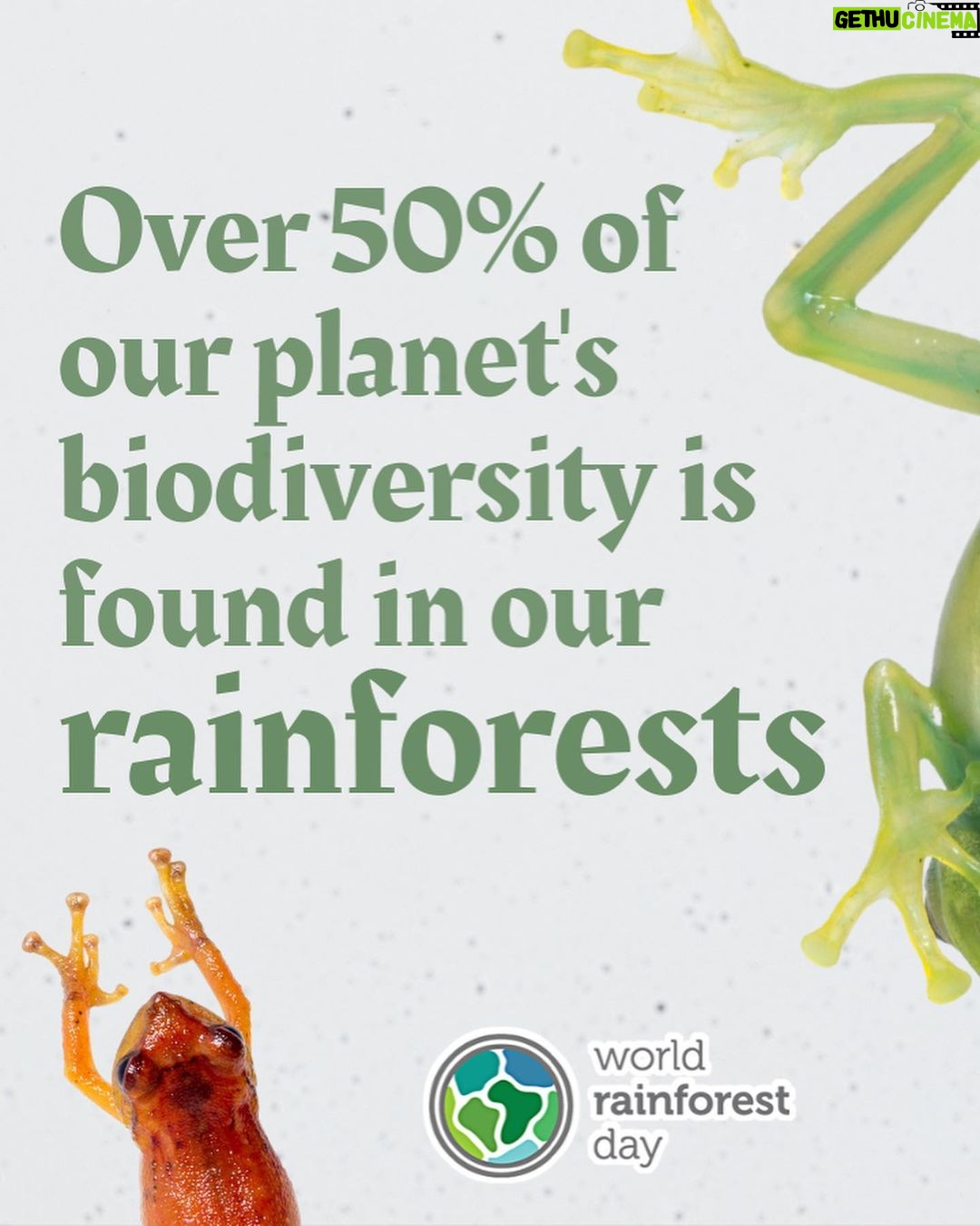 Calum Worthy Instagram - Happy World Rainforest Day! Today I am celebrating the importance of healthy, standing rainforests for climate, biodiversity, culture, and livelihoods. I am so proud to be a part of the @RainforestPartnership. If you care about rainforests and climate change follow this incredible organization. If you want to join this global movement, put on a green t-shirt, post a picture of you wearing it and show the world that you care about rainforest preservation. We will be sharing photos on our socials.