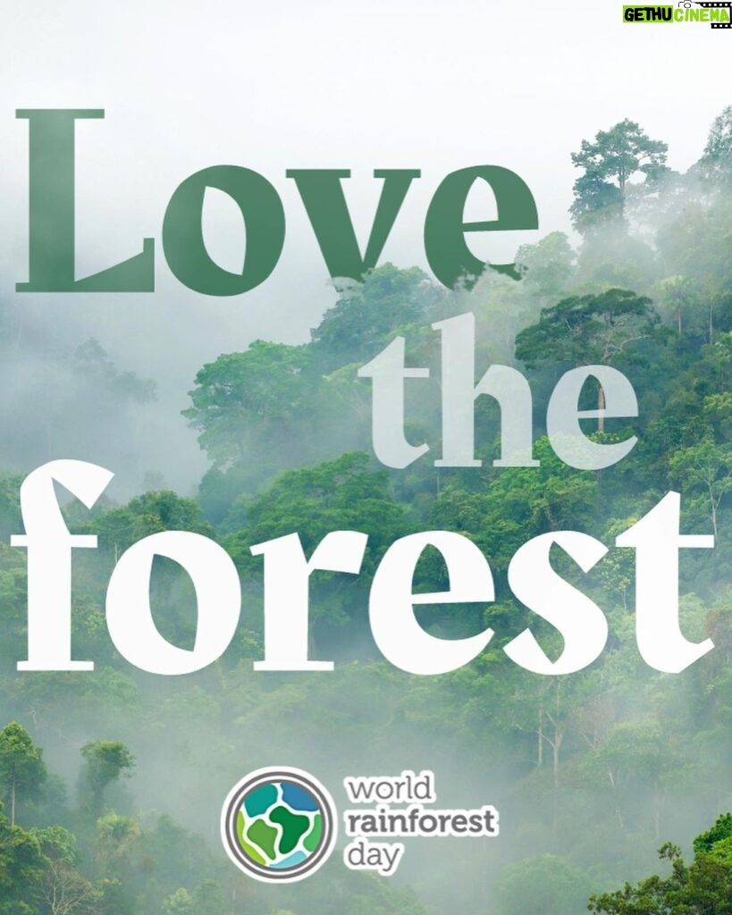Calum Worthy Instagram - Happy World Rainforest Day! Today I am celebrating the importance of healthy, standing rainforests for climate, biodiversity, culture, and livelihoods. I am so proud to be a part of the @RainforestPartnership. If you care about rainforests and climate change follow this incredible organization. If you want to join this global movement, put on a green t-shirt, post a picture of you wearing it and show the world that you care about rainforest preservation. We will be sharing photos on our socials.