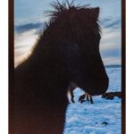 Cameron Monaghan Instagram - Wild horses. Reykjavík, Iceland