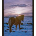 Cameron Monaghan Instagram - Wild horses. Reykjavík, Iceland