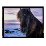 Cameron Monaghan Instagram - Wild horses. Reykjavík, Iceland