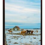 Cameron Monaghan Instagram - Wild horses. Reykjavík, Iceland