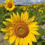 Camila Sodi Instagram - 🌻Las flores favoritas de mi mamá🌻 #shotoniphone Epernay, Champagne, France