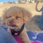 Candice Patton Instagram - beach day photo dump 🏖☀️🌊 My favorite things to do on the beach are sleep, read and laugh. Los Angeles, California