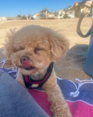 Candice Patton Instagram - beach day photo dump 🏖☀️🌊

My favorite things to do on the beach are sleep, read and laugh.