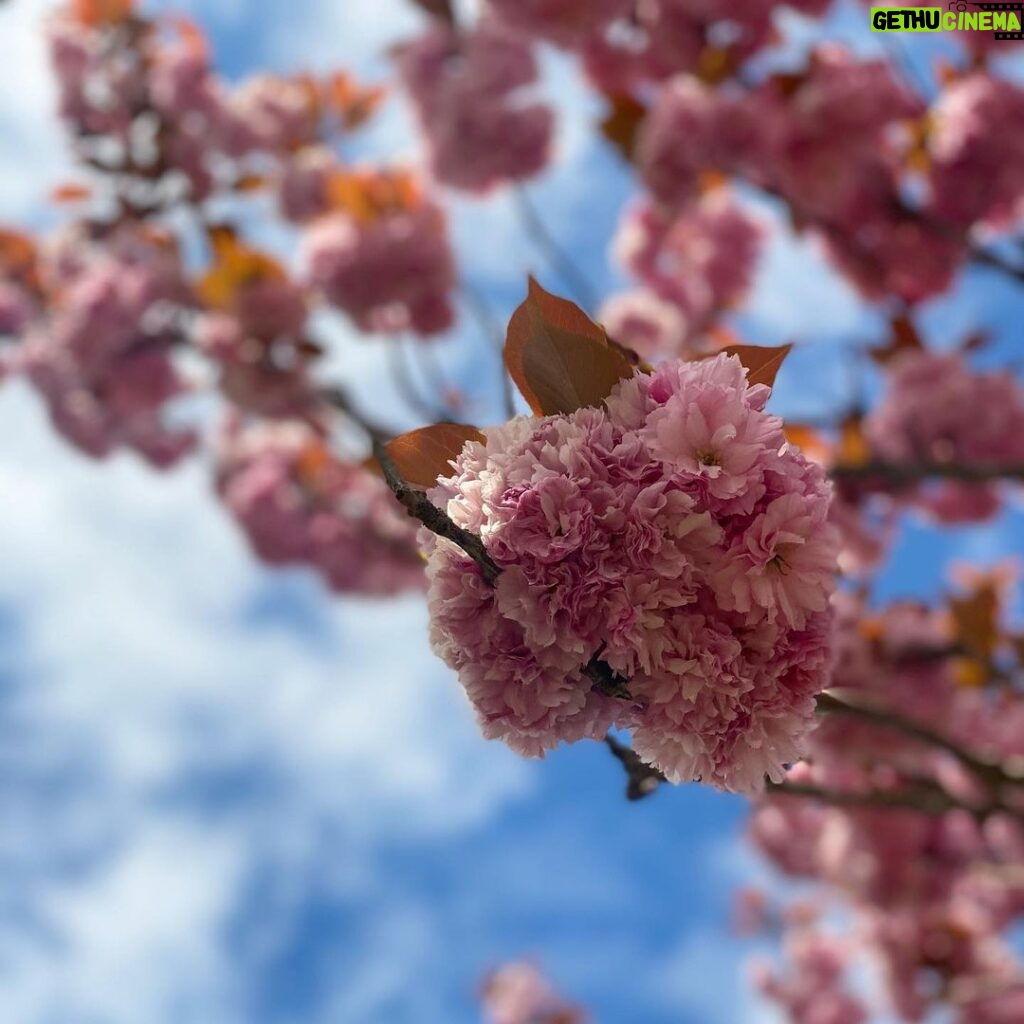 Candice Patton Instagram - blossom baby