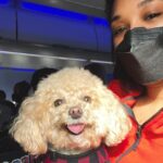 Candice Patton Instagram - 😷🐶