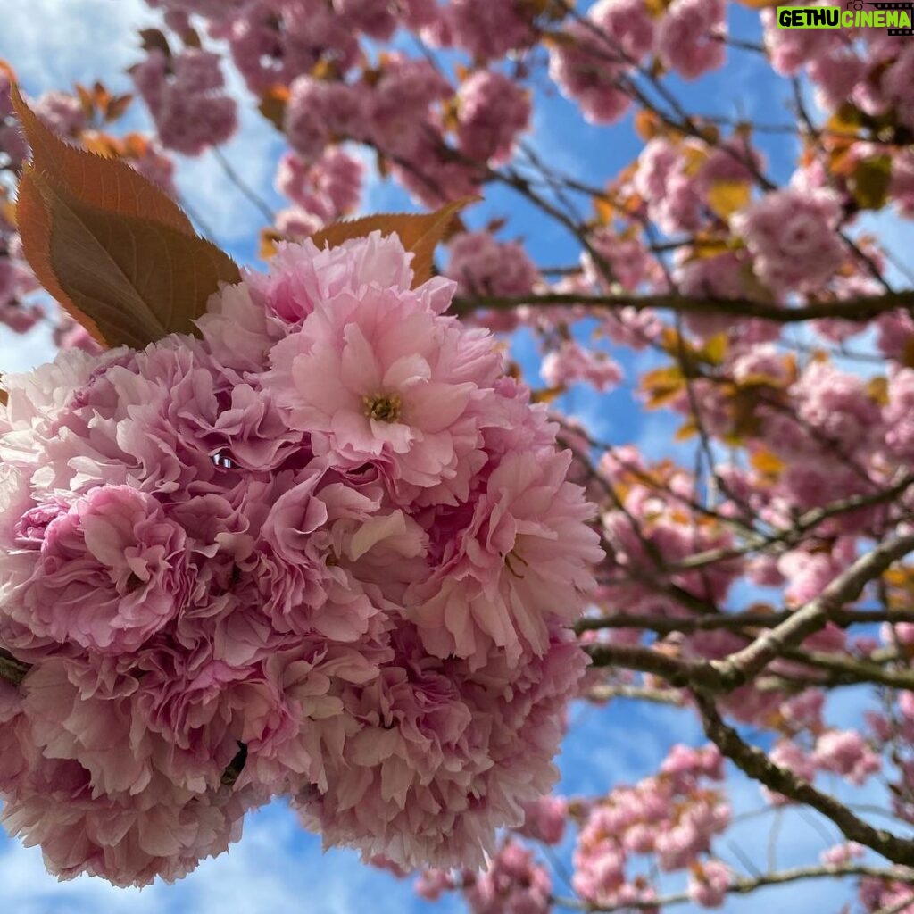 Candice Patton Instagram - blossom baby
