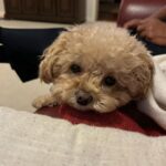 Candice Patton Instagram - gang gang 🐶 Dallas, Texas