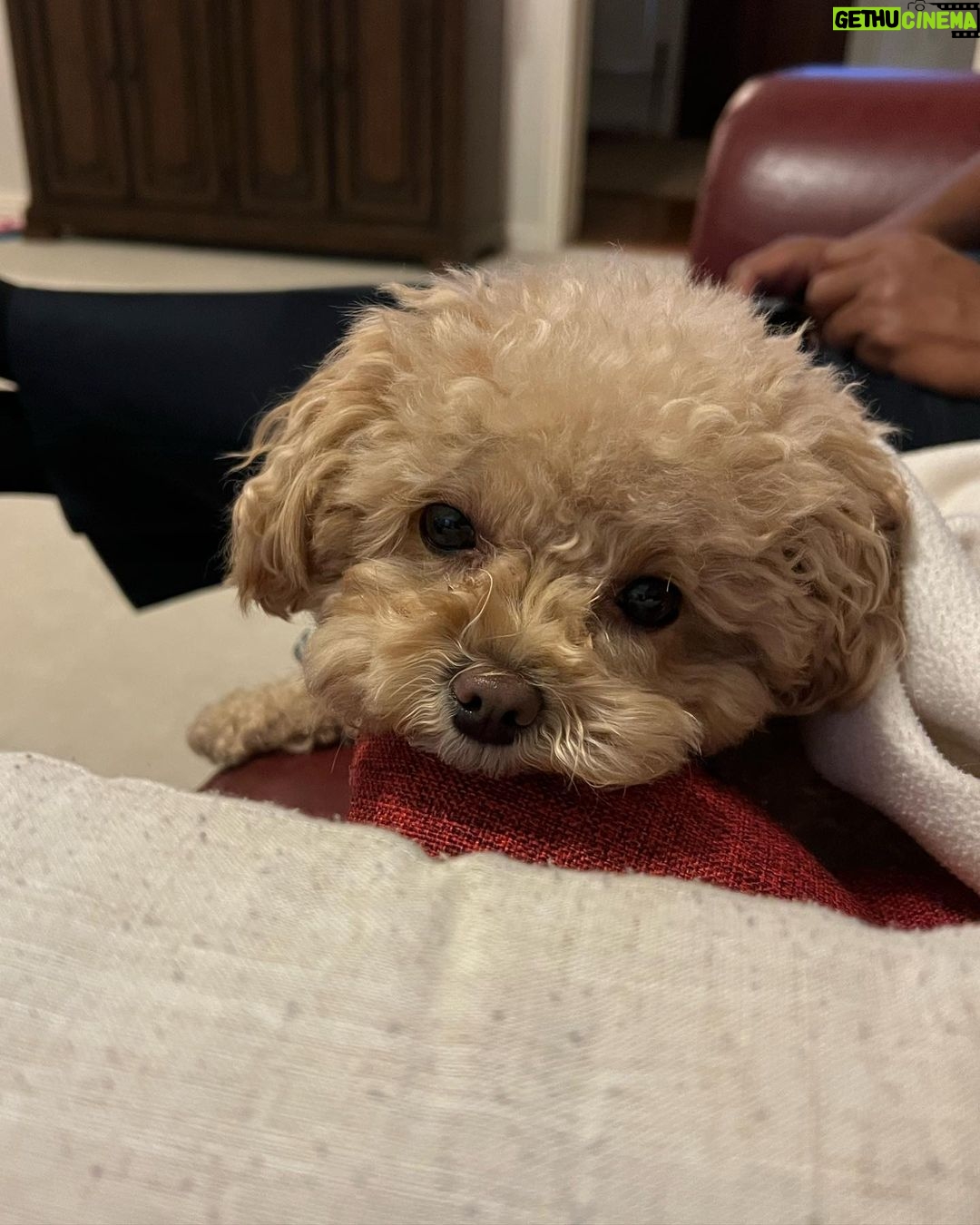 Candice Patton Instagram - gang gang 🐶 Dallas, Texas
