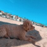 Candice Patton Instagram - Found out recently my vitamin D levels were so low thanks to my doctor who had a sneaking suspicion. Normal levels are around 30. I was at an 8! 😱 Vitamin D deficiency can cause mood changes (depression and anxiety), bone loss, bone and joint pain, and fatigue. I’m now on prescription level vitamin D and prioritizing soaking up the California sun when I can. ☀️🥰 ( also sneaking salmon back in my diet) Did you know the more melanin in your skin the harder it is for you to synthesize vitamin D from the sun? Have you checked your vitamin D lately ? Love u lots. ❤️ Los Angeles, California