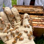 Carmen Aub Instagram - O C T U B R E 🐝 Abejas de Barrio