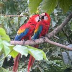 Carmen Aub Instagram - 10 fotos no bastan para transmitir ni un 10% de la experiencia que @rainforestexpeditions nos regaló! El Tambopata Research Center (TRC), es algo que nunca me pude imaginar. Algo que me encantó, fue conocer la selva con guías locales y convivir cada noche con científicos y biólogos que te contagian esa pasión por lo que hacen. No es lo mismo aprender sólo por lo que te cuentan, a vivirlo caminando por la selva cuando sales a la aventura y lo ves! Ser temporada de lluvia solamente agregó magia a la experiencia (no saben cómo me gusta caminar en lodo) y una vez de vuelta en el albergue, no hay nada más rico que ver y escuchar la selva mientras te tomas algo. No sé si alguna vez podré vivir algo así nuevamente, sin duda lo llevaré en mi corazón por siempre, y mientras tanto desde casa podré seguir voluntariando por medio de su programa @wiredamazon (entren al link de su bio, está súper!). Gracias a todo el staff que nos atendió durante estos días, y gracias especiales a nuestro guía, Lucho @luisalbertochipaloayza por enseñarnos los secretos de la Amazonía. #Peru #Travel #Amazonia #viajando Tambopata Research Center.