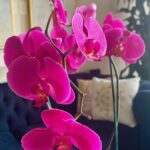 Carolina Miranda Instagram - 60% de batería y cargando… 🪫🔥🔋