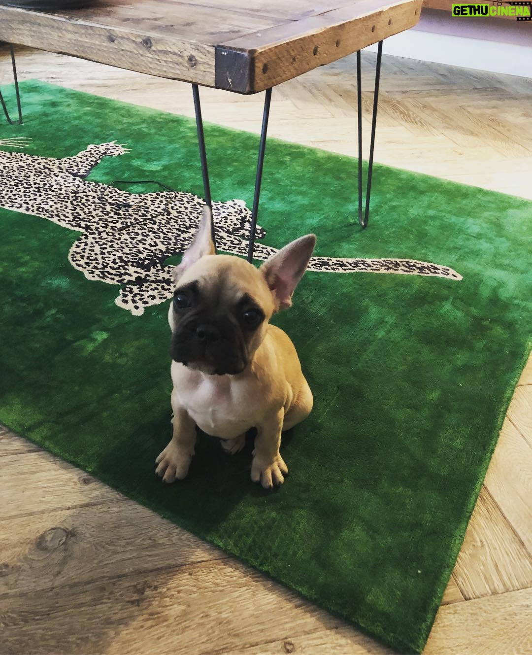 Caroline Flack Instagram - Ruby wants to know how she can make friends with a cat .... all advice welcome ❤️