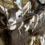 Carrie Underwood Instagram - Had the BEST day today @noblespringsdairy in Franklin, TN! We had baby goat cuddles, made some new friends and even got to ask alllllll kinds of questions about goats, milking and cheese making! Such a sweet place to take the family if you’re in the area! And, of course, don’t forget to check out all the yummy cheese!!! #BabyGoats #GoatCheese #FamilyFriendly #GoatCuddles #SupportSmallBusiness