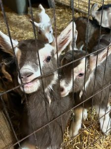 Carrie Underwood Instagram - Had the BEST day today @noblespringsdairy in Franklin, TN! We had baby goat cuddles, made some new friends and even got to ask alllllll kinds of questions about goats, milking and cheese making! Such a sweet place to take the family if you’re in the area! And, of course, don’t forget to check out all the yummy cheese!!! #BabyGoats #GoatCheese #FamilyFriendly #GoatCuddles #SupportSmallBusiness