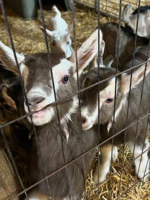 Carrie Underwood Instagram - Had the BEST day today @noblespringsdairy in Franklin, TN! We had baby goat cuddles, made some new friends and even got to ask alllllll kinds of questions about goats, milking and cheese making! Such a sweet place to take the family if you’re in the area! And, of course, don’t forget to check out all the yummy cheese!!! #BabyGoats #GoatCheese #FamilyFriendly #GoatCuddles #SupportSmallBusiness