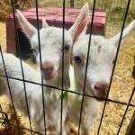 Carrie Underwood Instagram - Had the BEST day today @noblespringsdairy in Franklin, TN! We had baby goat cuddles, made some new friends and even got to ask alllllll kinds of questions about goats, milking and cheese making! Such a sweet place to take the family if you’re in the area! And, of course, don’t forget to check out all the yummy cheese!!! #BabyGoats #GoatCheese #FamilyFriendly #GoatCuddles #SupportSmallBusiness