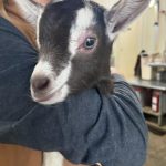 Carrie Underwood Instagram - Had the BEST day today @noblespringsdairy in Franklin, TN! We had baby goat cuddles, made some new friends and even got to ask alllllll kinds of questions about goats, milking and cheese making! Such a sweet place to take the family if you’re in the area! And, of course, don’t forget to check out all the yummy cheese!!! #BabyGoats #GoatCheese #FamilyFriendly #GoatCuddles #SupportSmallBusiness
