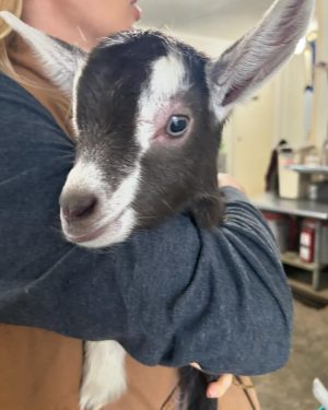 Carrie Underwood Instagram - Had the BEST day today @noblespringsdairy in Franklin, TN! We had baby goat cuddles, made some new friends and even got to ask alllllll kinds of questions about goats, milking and cheese making! Such a sweet place to take the family if you’re in the area! And, of course, don’t forget to check out all the yummy cheese!!! #BabyGoats #GoatCheese #FamilyFriendly #GoatCuddles #SupportSmallBusiness