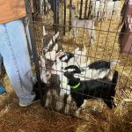 Carrie Underwood Instagram - Had the BEST day today @noblespringsdairy in Franklin, TN! We had baby goat cuddles, made some new friends and even got to ask alllllll kinds of questions about goats, milking and cheese making! Such a sweet place to take the family if you’re in the area! And, of course, don’t forget to check out all the yummy cheese!!! #BabyGoats #GoatCheese #FamilyFriendly #GoatCuddles #SupportSmallBusiness