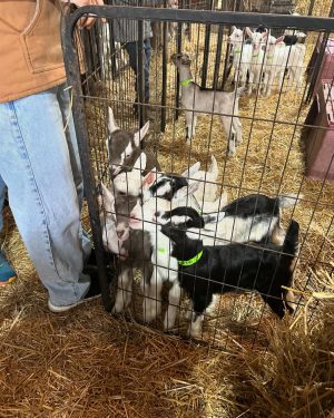 Carrie Underwood Instagram - Had the BEST day today @noblespringsdairy in Franklin, TN! We had baby goat cuddles, made some new friends and even got to ask alllllll kinds of questions about goats, milking and cheese making! Such a sweet place to take the family if you’re in the area! And, of course, don’t forget to check out all the yummy cheese!!! #BabyGoats #GoatCheese #FamilyFriendly #GoatCuddles #SupportSmallBusiness