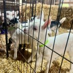 Carrie Underwood Instagram - Had the BEST day today @noblespringsdairy in Franklin, TN! We had baby goat cuddles, made some new friends and even got to ask alllllll kinds of questions about goats, milking and cheese making! Such a sweet place to take the family if you’re in the area! And, of course, don’t forget to check out all the yummy cheese!!! #BabyGoats #GoatCheese #FamilyFriendly #GoatCuddles #SupportSmallBusiness
