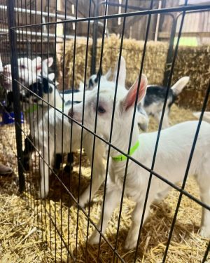 Carrie Underwood Instagram - Had the BEST day today @noblespringsdairy in Franklin, TN! We had baby goat cuddles, made some new friends and even got to ask alllllll kinds of questions about goats, milking and cheese making! Such a sweet place to take the family if you’re in the area! And, of course, don’t forget to check out all the yummy cheese!!! #BabyGoats #GoatCheese #FamilyFriendly #GoatCuddles #SupportSmallBusiness