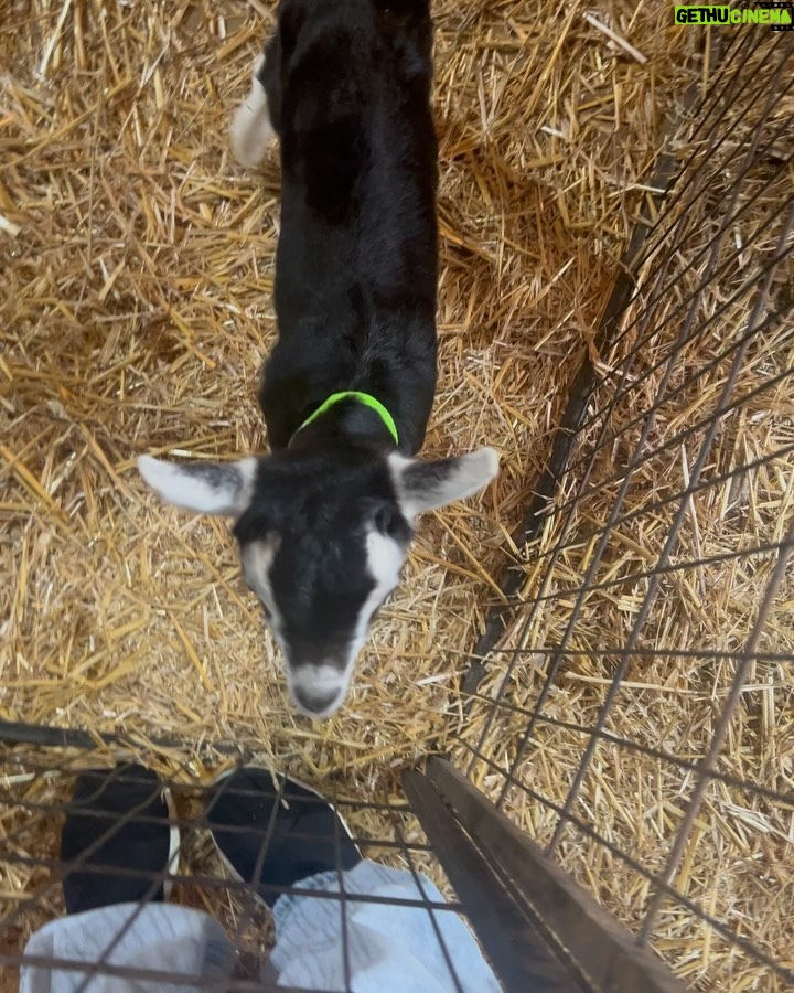 Carrie Underwood - 84K Likes - Had the BEST day today @noblespringsdairy in Franklin, TN! We had baby goat cuddles, made some new friends and even got to ask alllllll kinds of questions about goats, milking and cheese making! Such a sweet place to take the family if you’re in the area! And, of course, don’t forget to check out all the yummy cheese!!! #BabyGoats #GoatCheese #FamilyFriendly #GoatCuddles #SupportSmallBusiness