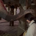 Catherine Zeta-Jones Instagram - Blessed by an elephant❤️
